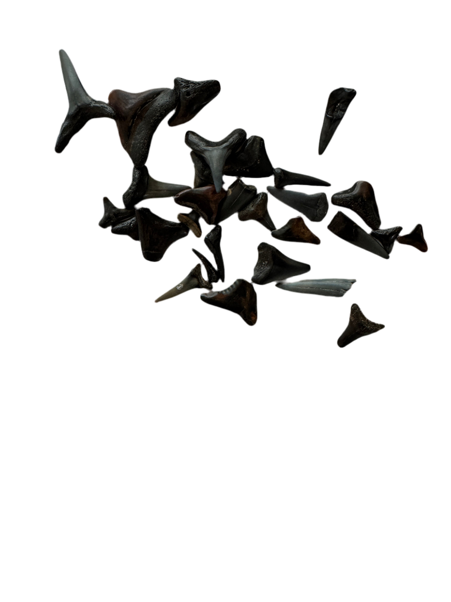 Lot of 29 Fossilized Shark Teeth - Assorted Natural History Specimens