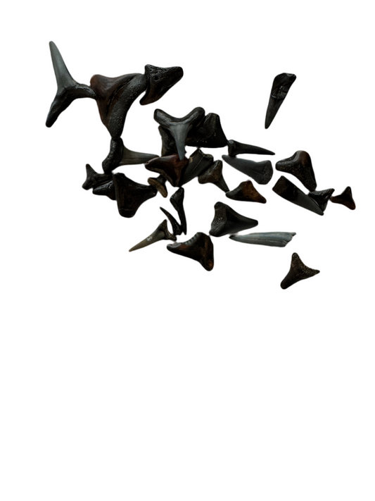 Lot of 29 Fossilized Shark Teeth - Assorted Natural History Specimens